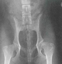 大型犬关节疾病的讨论