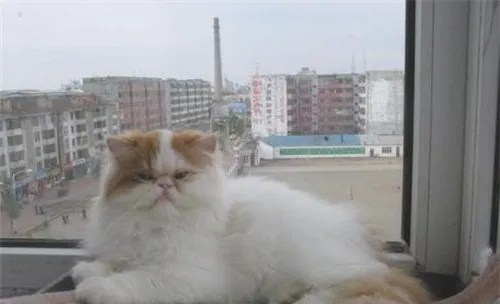 宠物猫肥胖的危害之如何减肥