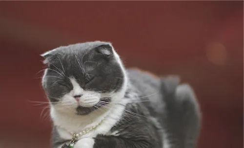 宠物猫护肤法则