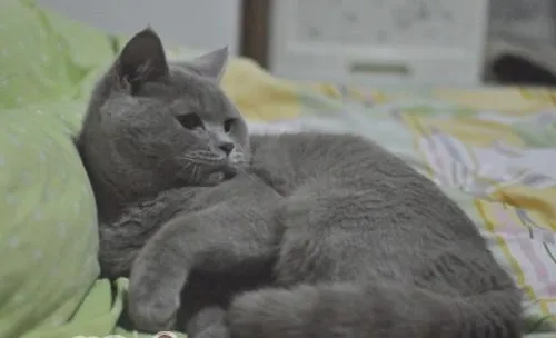 猫咪咳嗽如何治疗