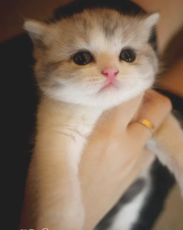 猫咪粉刺的治疗方法