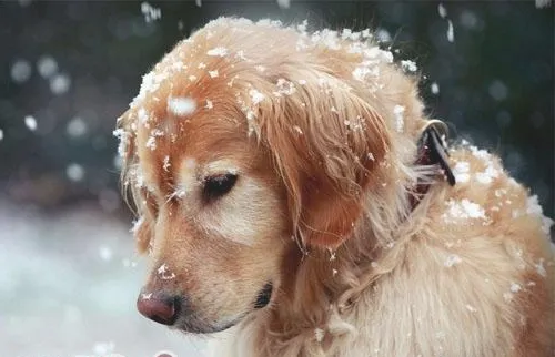 大型犬关节疾病的讨论