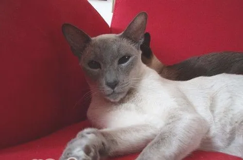 为宠物猫梳毛有什么好处