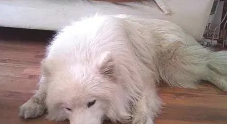 狗狗得了狗瘟有哪些症状？狗瘟抽搐