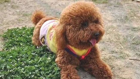 泰迪犬经常眼泪汪汪的是有什么眼部疾病吗？