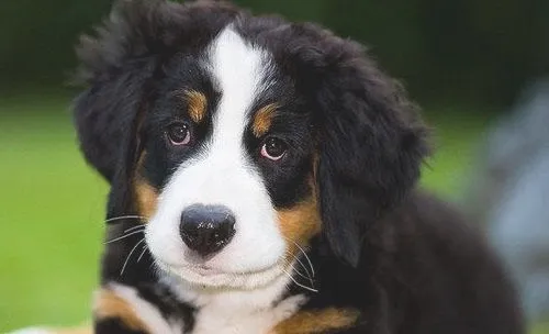 犬慢性肾衰竭的诊断与治疗