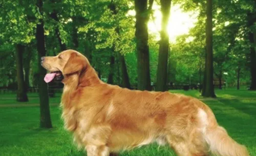 金毛犬的常见遗传疾病