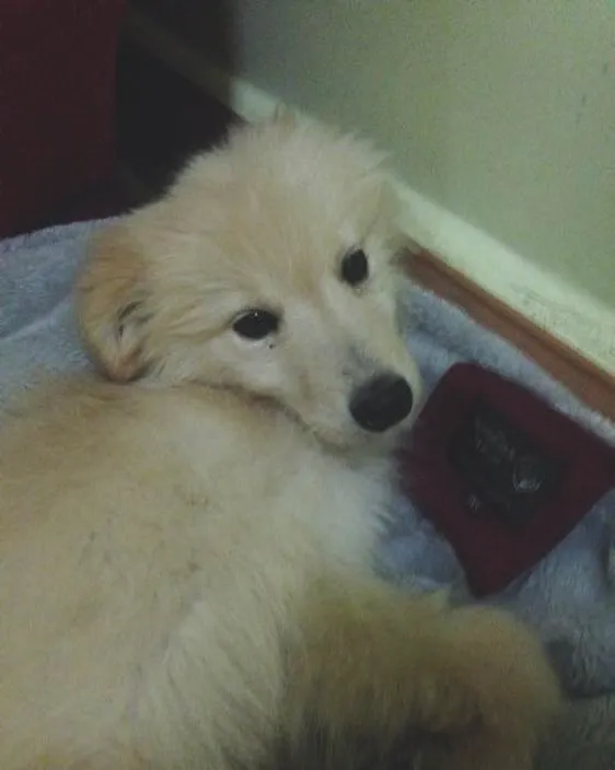 犬口腔溃疡的治疗