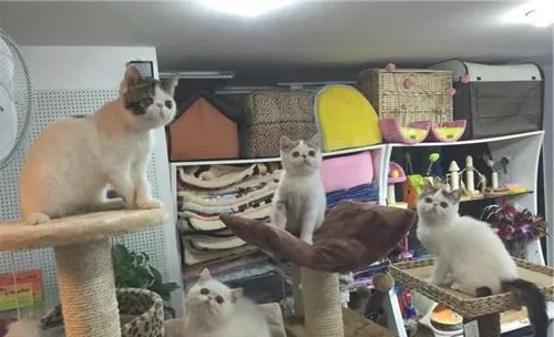 猫艾滋病的症状有哪些