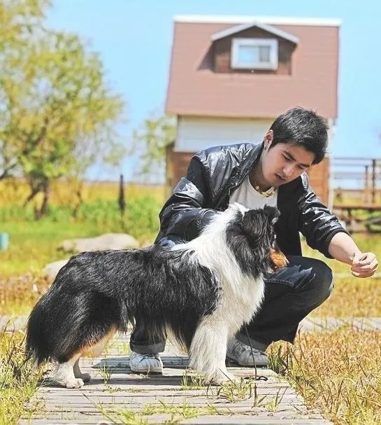 赛级犬的判定标准