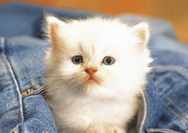 刚出生的小猫什么时候睁眼睛