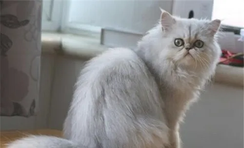 猫咪不孕症的原因及治疗
