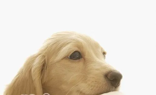 幼犬腹泻与翻肠子