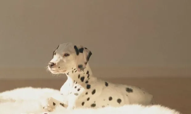 斑点狗犬瘟热的表现症状