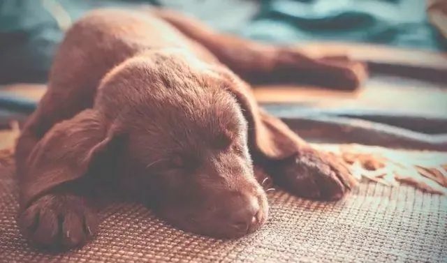 狗狗得了犬心丝虫病怎么办 犬心丝虫病怎么治疗