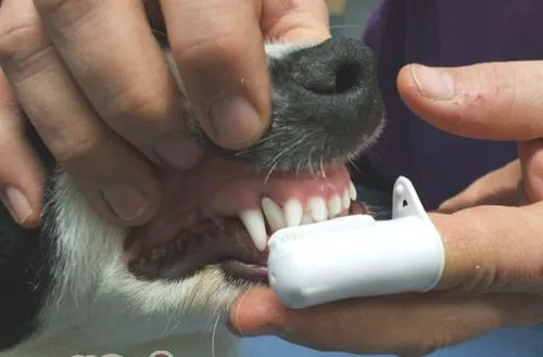 三种狗狗易患的口腔疾病