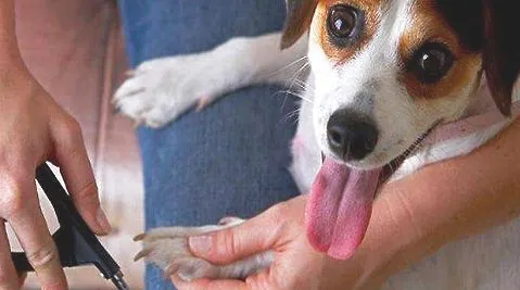 中华田园犬的眼屎比较多是什么原因导致的？