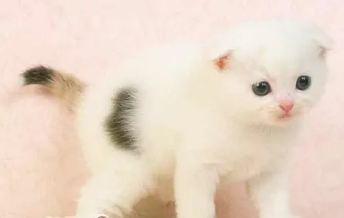 猫咪翻脸前有什么征兆