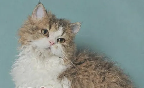塞尔凯克卷毛猫的形态特征