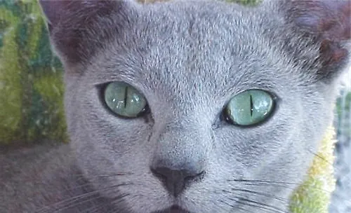 俄罗斯蓝猫多少钱一只？