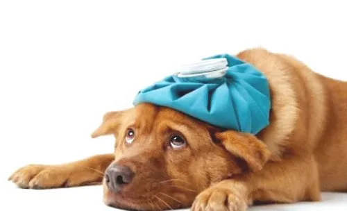 狗狗拉肚子宠物主应该如何处理？