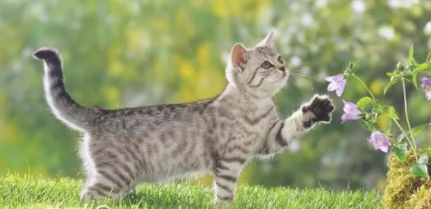 如何判断宠物猫是否失明