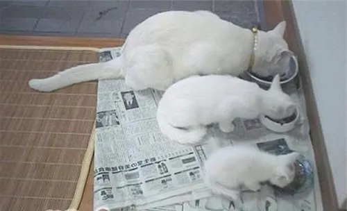 宠物猫饮食习惯知多少