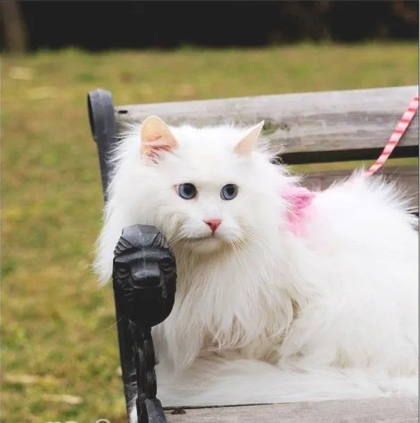 如何选购山东狮子猫