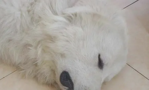 狗狗误食农药怎么办