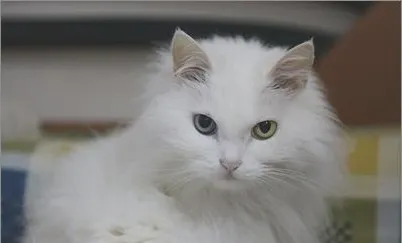 猫癣可能会传染给人