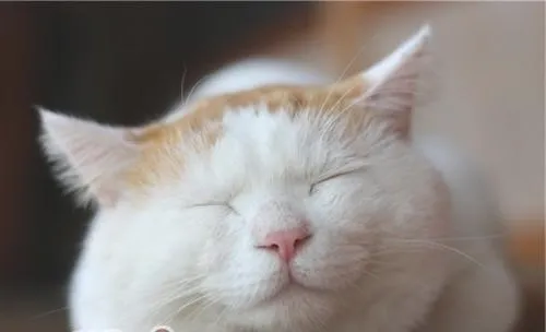 治疗猫瘟的方法及注意事项