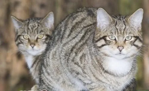 猫咪脊椎受伤的处理方法