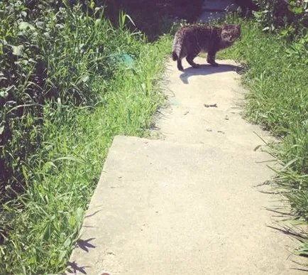 猫咪领养之你是否适合领养幼猫