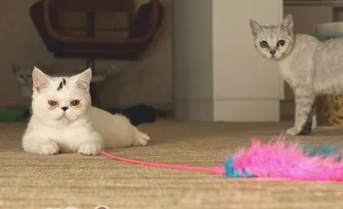 猫咪淋巴肉瘤的防治方法