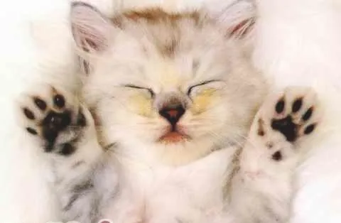 春季需谨防猫抓病