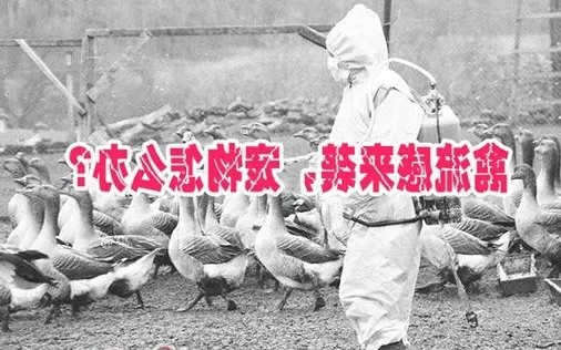 H7N9禽流感来袭，宠物怎么办？
