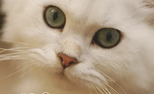 猫咪药物中毒的症状及治疗方法