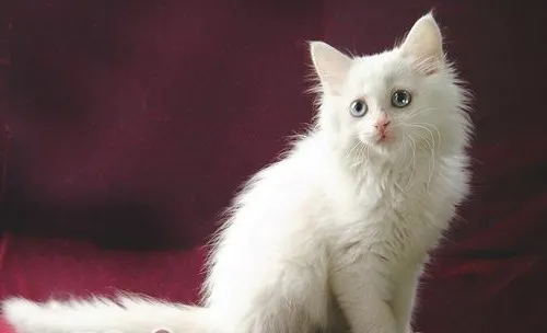 为什么不同波斯猫的价格相差那么大