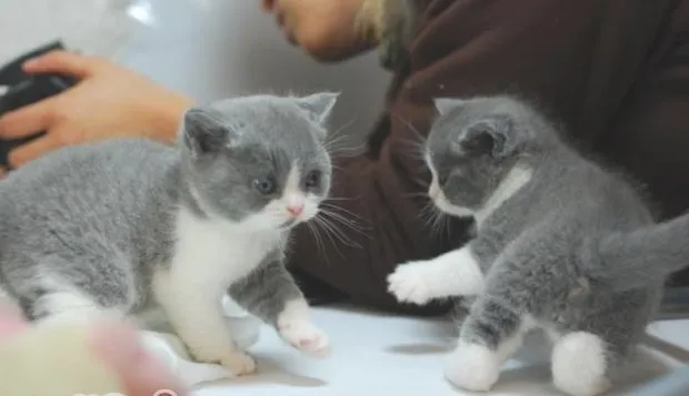 猫咪表示好感的办法以及猫咪日常行为