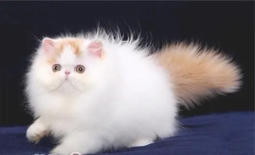 猫咪的“呼噜”声