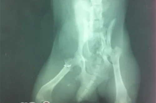 犬骨盆骨折
