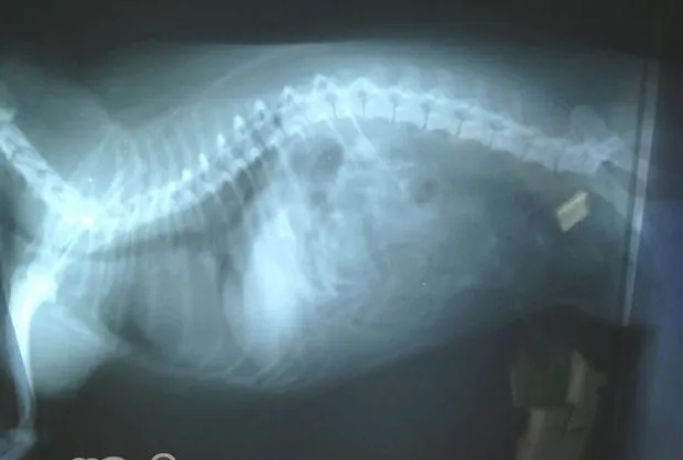 一例小鹿犬肥胖症引发的思考