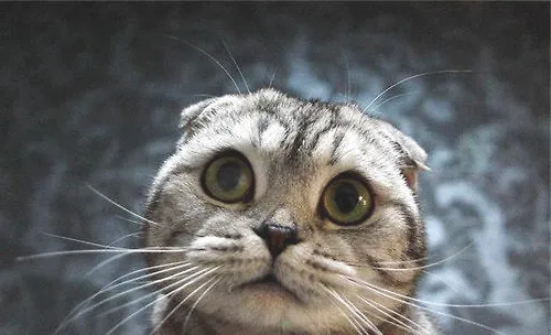 迎接新猫咪要做哪些准备？