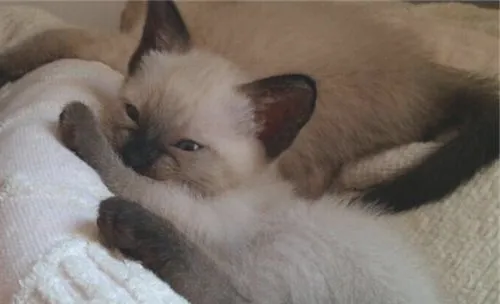 可以给宠物猫用人的洗发水洗澡吗？