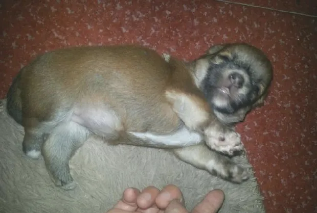 宠物私密之交配