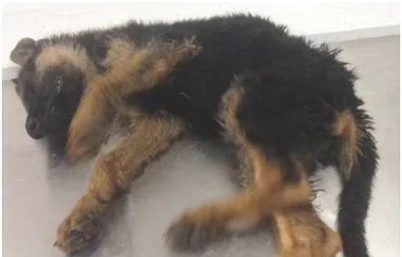 犬鼠药中毒症的症状及治疗