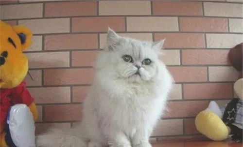 猫咪支气管哮喘的治疗方法 　　