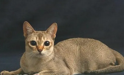 新加坡猫的形态特征