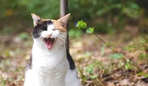 猫怎么训练？猫训练方法