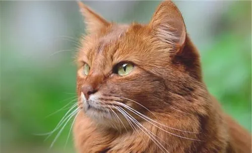猫咪的健康体检